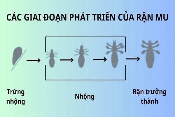 Làm sao để hết rận mu vùng kín?